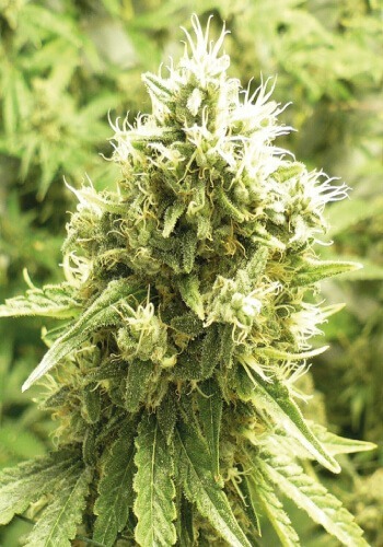 Jack Flash Feminized Marijuana Seeds | Jack Flash Strain | The Seed Fair