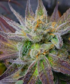 Jack Skellington Feminized Marijuana Seeds | Jack Skellington Strain | The Seed Fair