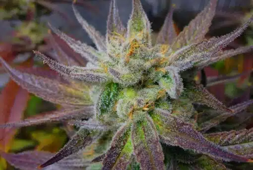 Jack Skellington Feminized Marijuana Seeds | Jack Skellington Strain | The Seed Fair