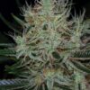 Jack the Ripper Feminized Marijuana Seeds | Jack The Ripper Strain | The Seed Fair