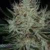 Jack the Ripper Feminized Marijuana Seeds | Jack The Ripper Strain | The Seed Fair