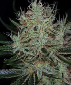 Jack the Ripper Feminized Marijuana Seeds | Jack The Ripper Strain | The Seed Fair