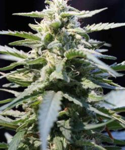 Jacked-Up Feminized Marijuana Seeds | Jacked-Up Feminized Strain | The Seed Fair