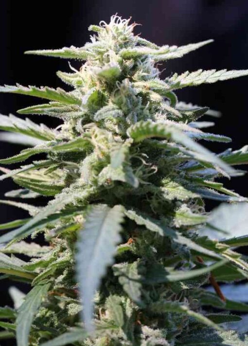 Jacked-Up Feminized Marijuana Seeds | Jacked-Up Feminized Strain | The Seed Fair