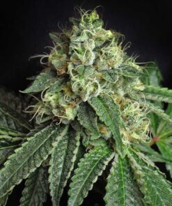 Jesus OG Feminized Marijuana Seeds | Jesus OG Strain | The Seed Fair