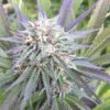 Jet Fuel Feminized Marijuana Seeds | Jet Fuel Strain | The Seed Fair