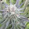 Jet Fuel Feminized Marijuana Seeds | Jet Fuel Strain | The Seed Fair