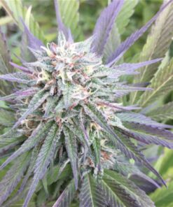 Jet Fuel Feminized Marijuana Seeds | Jet Fuel Strain | The Seed Fair