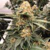 JGR Feminized Marijuana Seeds | JGR Feminized Strain | The Seed Fair