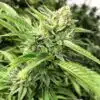 Josh D OG Feminized Marijuana Seeds | Josh D OG Strain | The Seed Fair