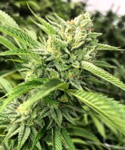 Josh D OG Feminized Marijuana Seeds | Josh D OG Strain | The Seed Fair