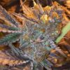 Jungle Juice Feminized Marijuana Seeds | Jungle Juice Strain | The Seed Fair