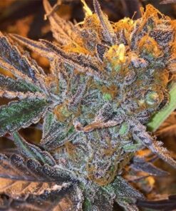 Jungle Juice Feminized Marijuana Seeds | Jungle Juice Strain | The Seed Fair