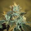 K-Train Feminized Marijuana Seeds | K-Train Feminized Strain | The Seed Fair