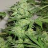 KC 33 Feminized Marijuana Seeds | KC 33 Strain | The Seed Fair