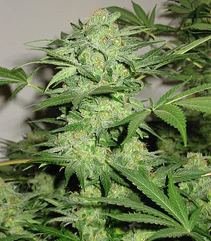 KC 33 Feminized Marijuana Seeds | KC 33 Strain | The Seed Fair
