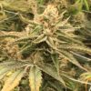 Kelly Hill Gold Feminized Marijuana Seeds | Kelly Hill Gold Strain | The Seed Fair