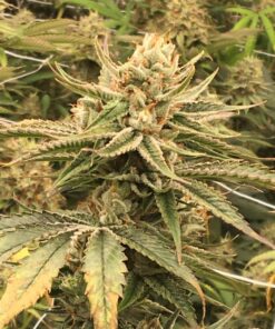 Kelly Hill Gold Feminized Marijuana Seeds | Kelly Hill Gold Strain | The Seed Fair