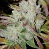 Khalifa Kush Feminized Cannabis Seeds | Khalifa Kush Strain | The Seed Fair