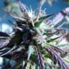 Kilimanjaro Feminized Marijuana Seeds | Kilimanjaro Feminized Strain | The Seed Fair