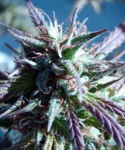 Kilimanjaro Feminized Marijuana Seeds | Kilimanjaro Feminized Strain | The Seed Fair