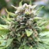 King Kong Feminized Marijuana Seeds | King Kong Strain | The Seed Fair