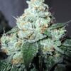 King Louis XIII Feminized Marijuana Seeds | King Louis Strain