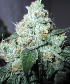 King Louis XIII Feminized Marijuana Seeds | King Louis Strain