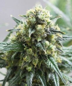 Kiwiskunk Feminized Marijuana Seeds | Kiwiskunk Feminized Strain | The Seed Fair