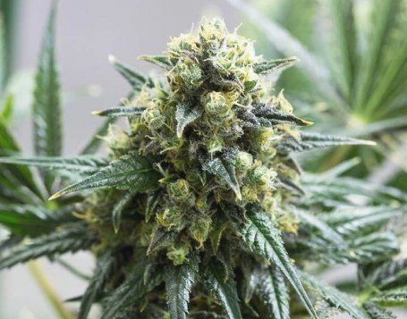 Kiwiskunk Feminized Marijuana Seeds | Kiwiskunk Feminized Strain | The Seed Fair