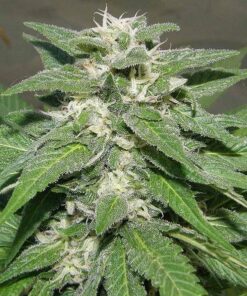 Kong Feminized Marijuana Seeds | Kong Feminized Strain | The Seed Fair