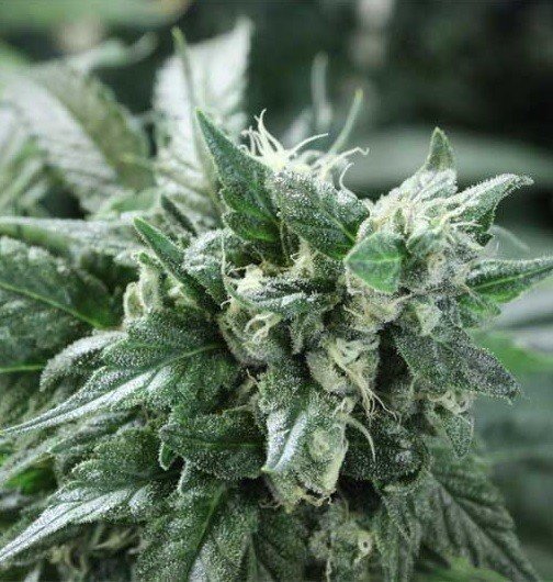 Kuchi Feminized Marijuana Seeds | Kuchi Feminized Strain | The Seed Fair