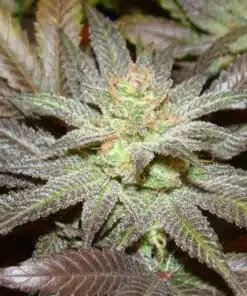 OG LA Affie Feminized Marijuana Seeds | OG LA Strain | The Seed Fair