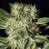 Ladyburn 1974 Feminized Marijuana Seeds | Ladyburn 1974 Strain | The Seed Fair