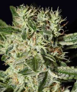 Ladyburn 1974 Feminized Marijuana Seeds | Ladyburn 1974 Strain | The Seed Fair