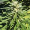 Lamborghini Feminized Marijuana Seeds | Lamborghini Feminized Strain | The Seed Fair