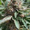 Lamb’s Bread Feminized Marijuana Seeds | Lamb's Bread Strain | The Seed Fair