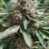 Lamb’s Bread Feminized Marijuana Seeds | Lamb's Bread Strain | The Seed Fair