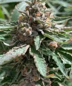 Lamb’s Bread Feminized Marijuana Seeds | Lamb's Bread Strain | The Seed Fair