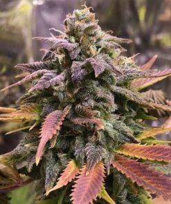 Laughing Buddha Feminized Marijuana Seeds | Laughing Buddha Strain | The Seed Fair