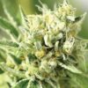 Lemonade OG Feminized Cannabis Seeds | Lemon OG Strain | The Seed Fair