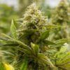 Lemon Tree Feminized Cannabis Seeds | Lemon Tree Strain | The Seed Fair