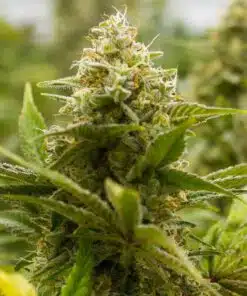 Lemon Tree Feminized Cannabis Seeds | Lemon Tree Strain | The Seed Fair