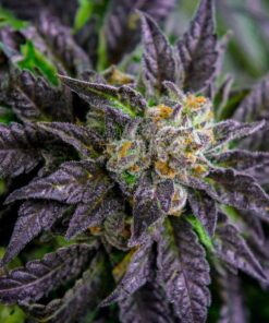 Lime Purple Mist Feminized Marijuana Seeds | Lime Purple Mist Strain | The Seed Fair