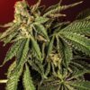 Liquid Butter Feminized Marijuana Seeds | Liquid Butter Strain | The Seed Fair