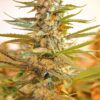 M-39 Feminized Marijuana Seeds | M-39 Feminized Strain | The Seed Fair