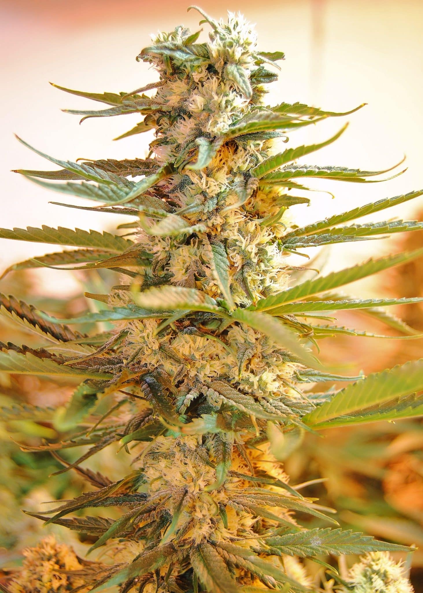 M-39 Feminized Seeds | The Seed Fair