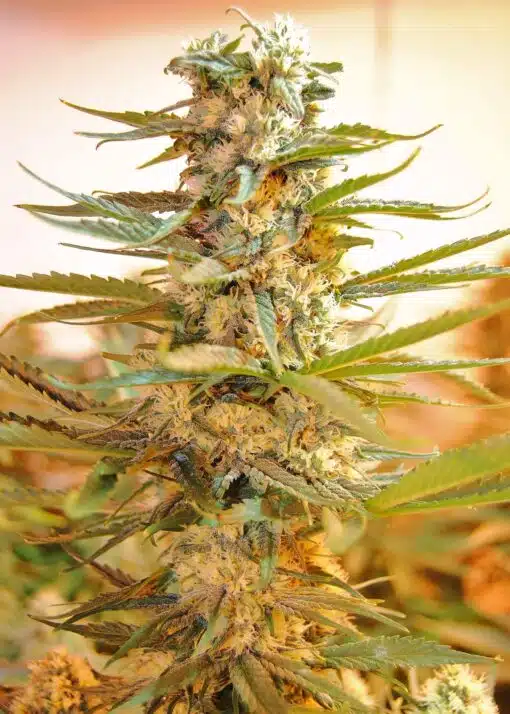 M-39 Feminized Marijuana Seeds | M-39 Feminized Strain | The Seed Fair