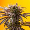 Mag Landrace Feminized Marijuana Seeds | Mag Landrace Strain | The Seed Fair