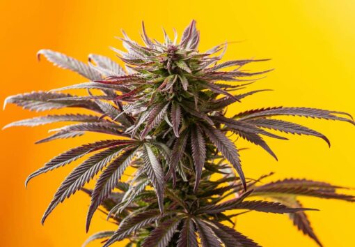 Mag Landrace Feminized Marijuana Seeds | Mag Landrace Strain | The Seed Fair